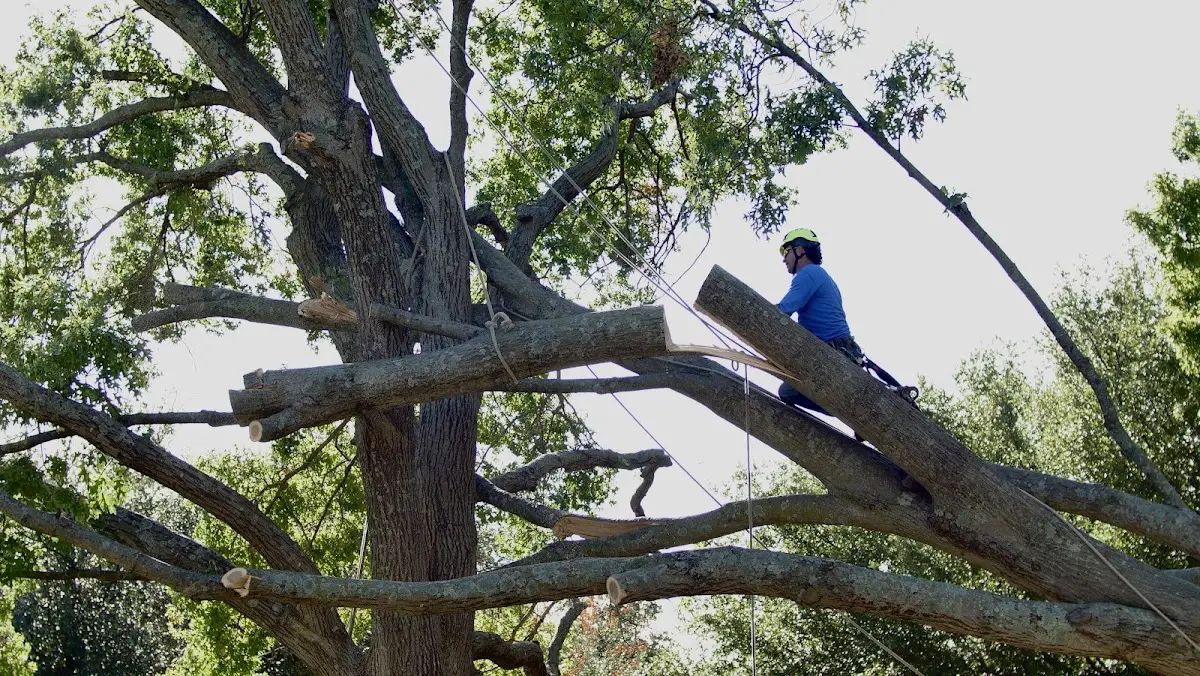 Professional Crown Thinning performed by certified arborists in Trona
