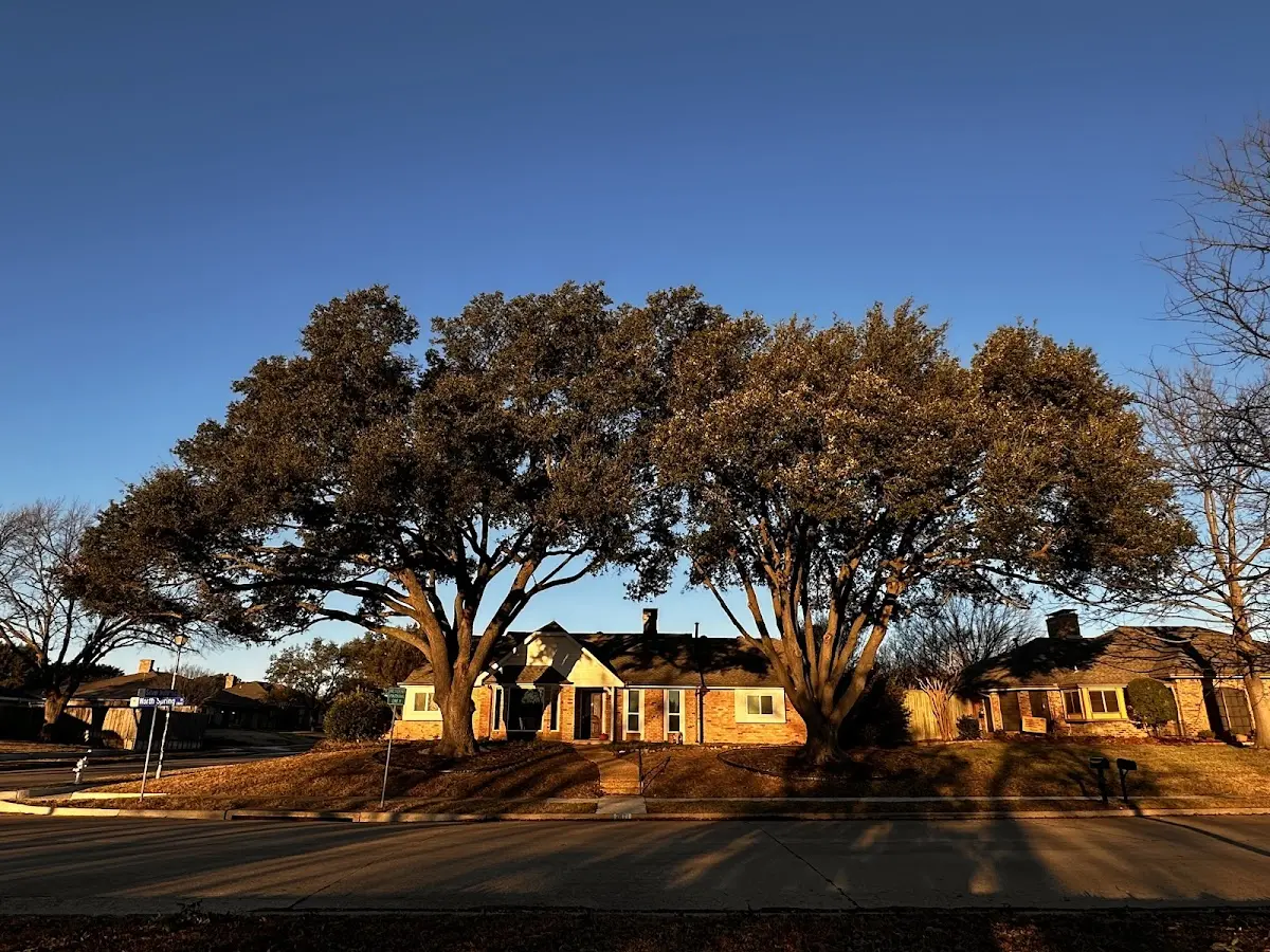 Established residential canopy tree shading a home in Trona